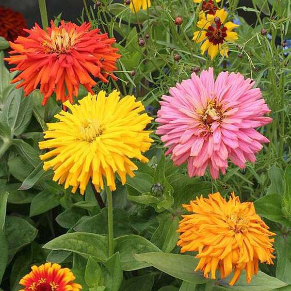 Zinnia Cactus Mixed Color Desi Flower Seeds
